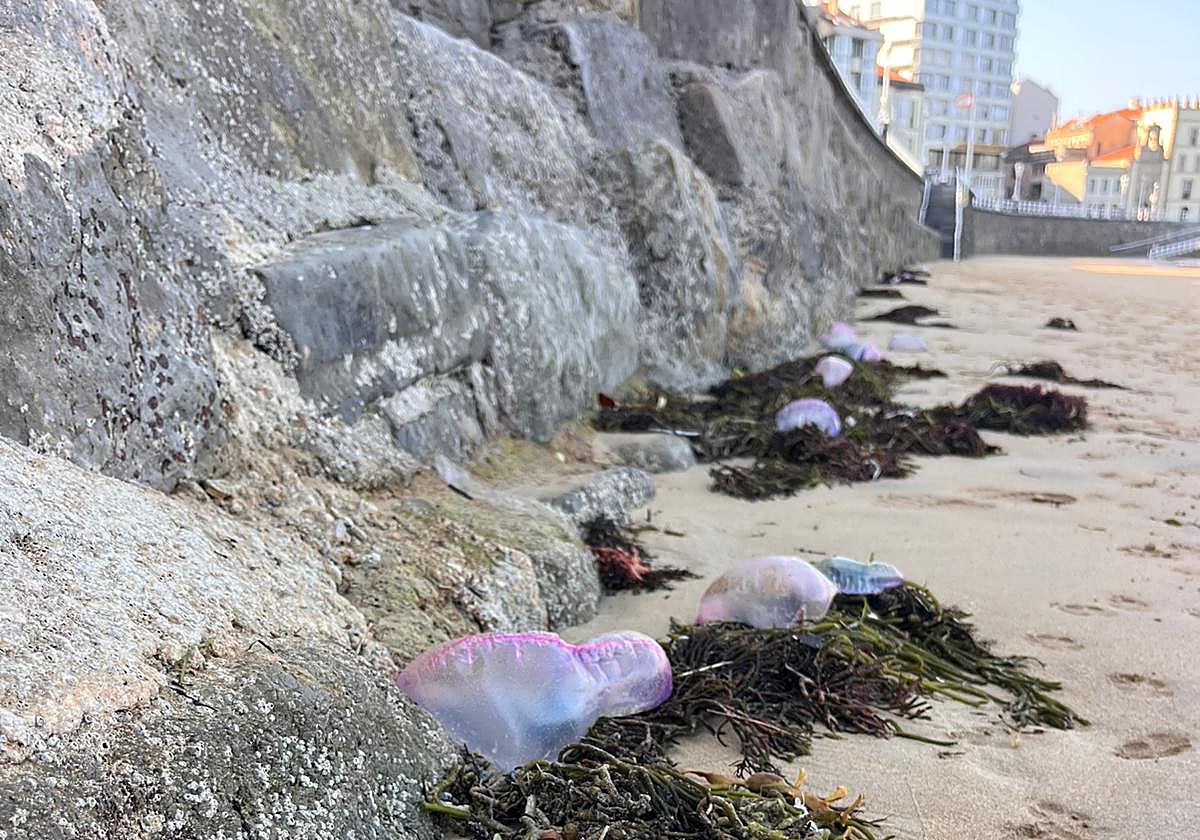 Carabelas portuguesas entre las escaleras 3 y 4 de la playa de San Lorenzo de Gijón.