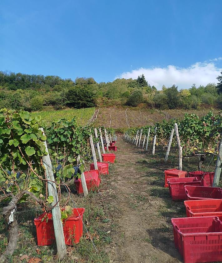 Imagen secundaria 2 - Una viña, cargada de uva tinta y una plantación del suroccidente asturiano, donde se practica la viticultura heroica. 