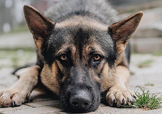 'Román'. Es un «perro excepcional», define Alejandra Mier. Tiene un año y medio.