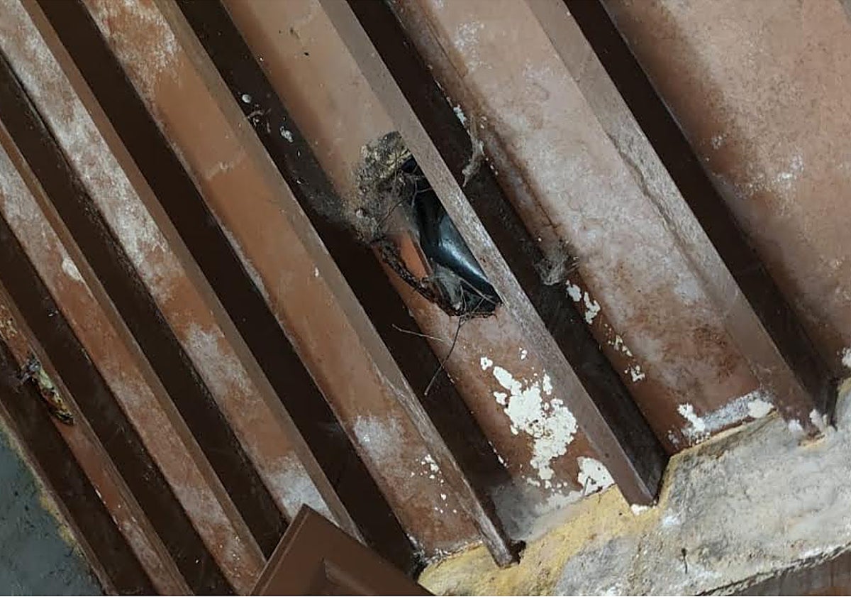 Imagen principal - Casa Filomena, su estado constata una falta total de mantenimiento