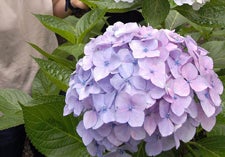 Hortensia 