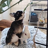 Las plantas que debes evitar en casa si tienes mascotas: son tóxicas para perros, gatos, conejos...