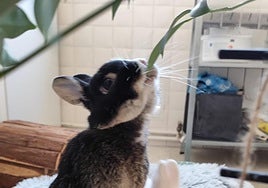 Un conejo intenta comer una planta de interior.