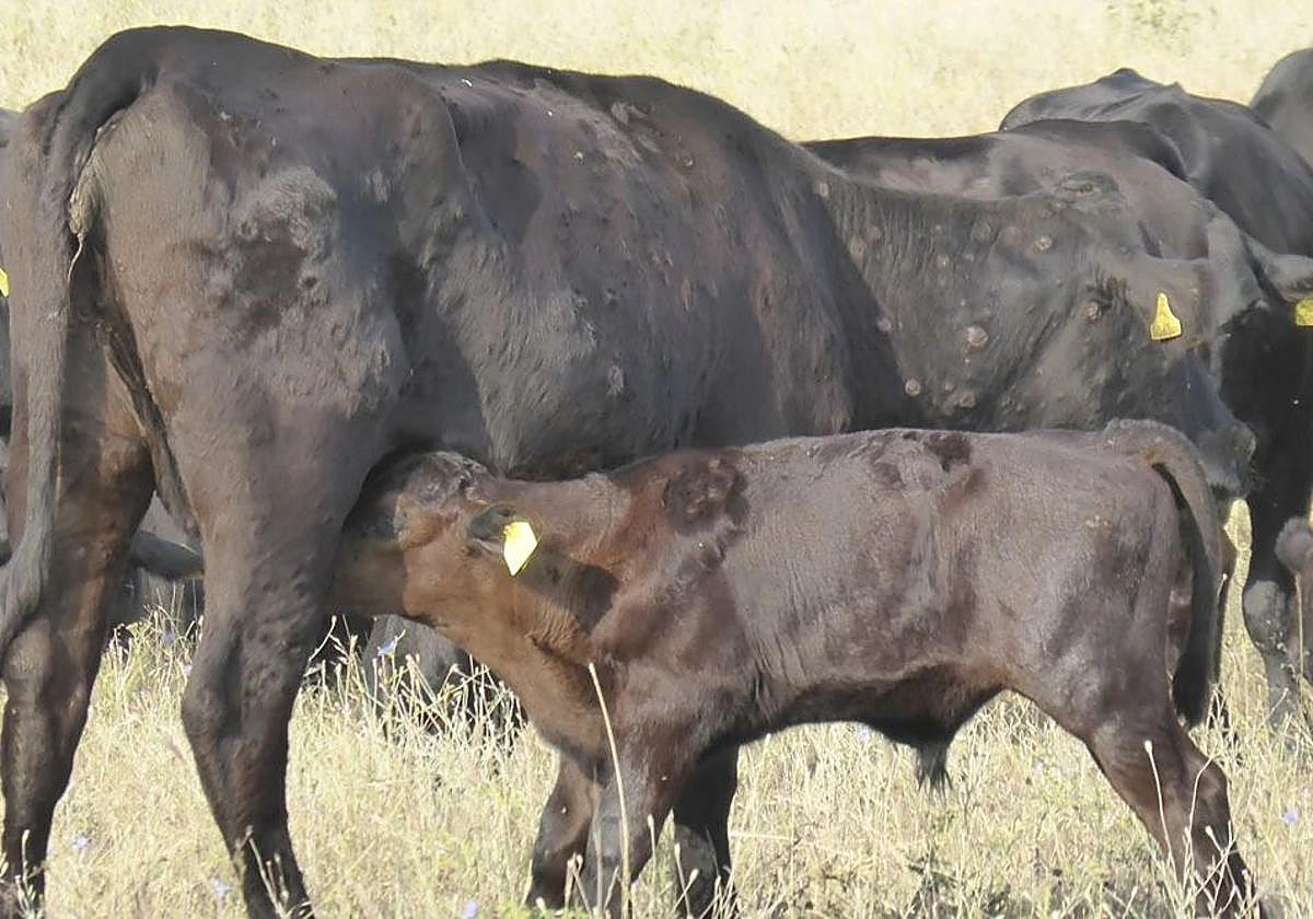 Vacas afectadas por la dermatosis nodular contagiosa.