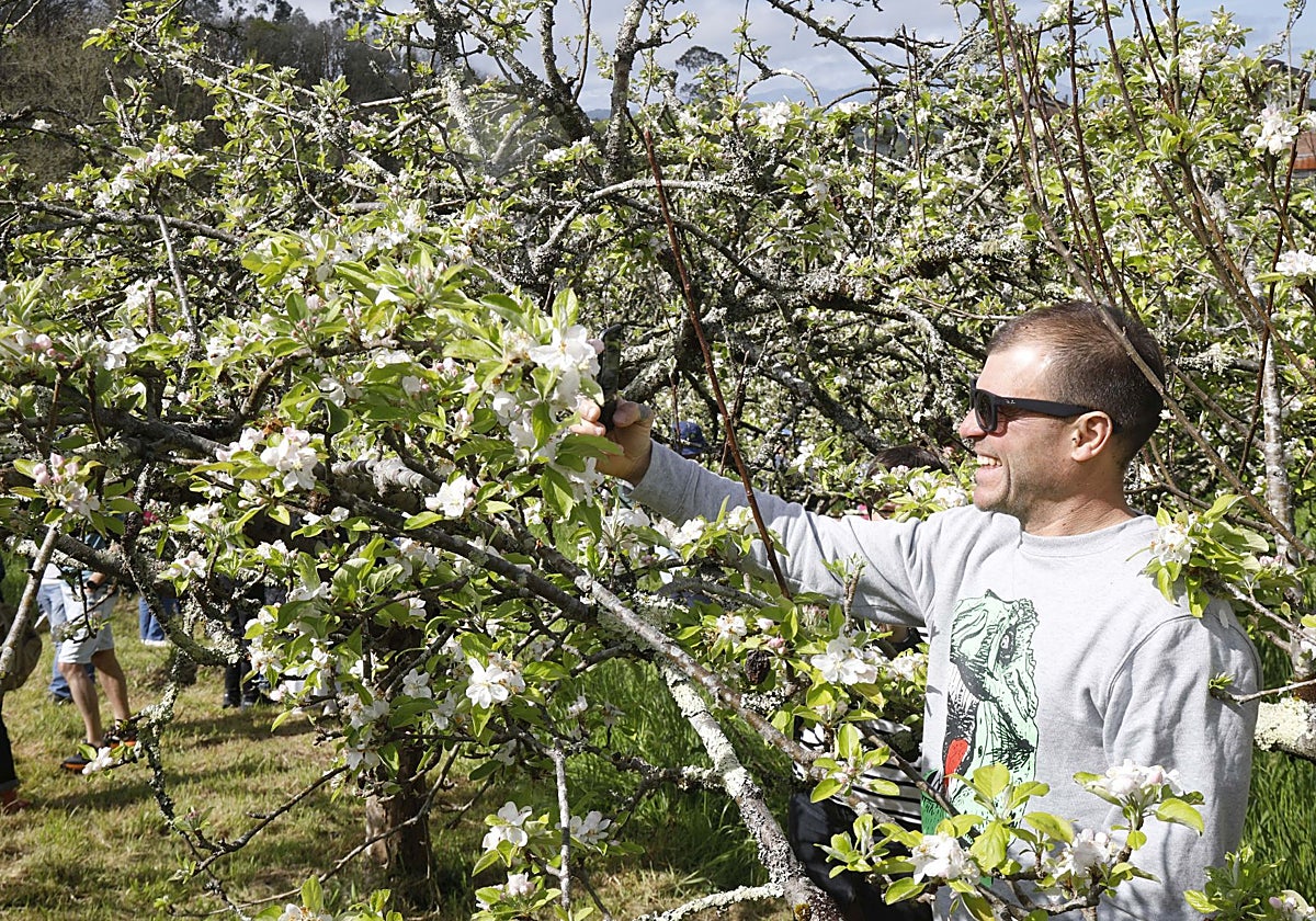 Una de las visitas guiadas a pumaradas en flor organizadas por la Mancomunidad de la Comarca de la Sidra.