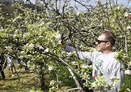 Una de las visitas guiadas a pumaradas en flor organizadas por la Mancomunidad de la Comarca de la Sidra.