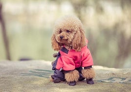 Un perro bien preparado para el invierno.