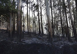 Aspecto que presentaba este jueves por la mañana una de las zonas del Monte Areo más afectadas por el fuego.