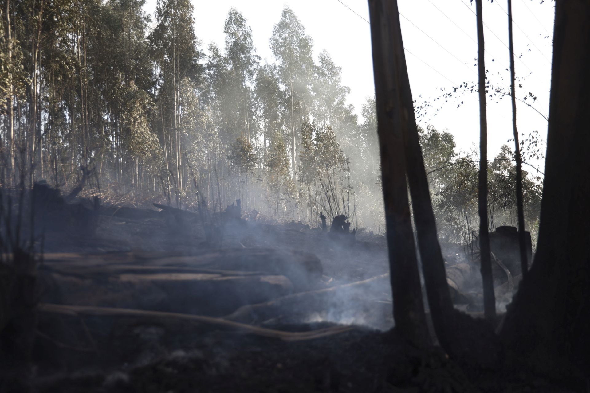 Así amaneció el Monte Areo, en Gijón: las desoladoras imágenes que deja el incendio
