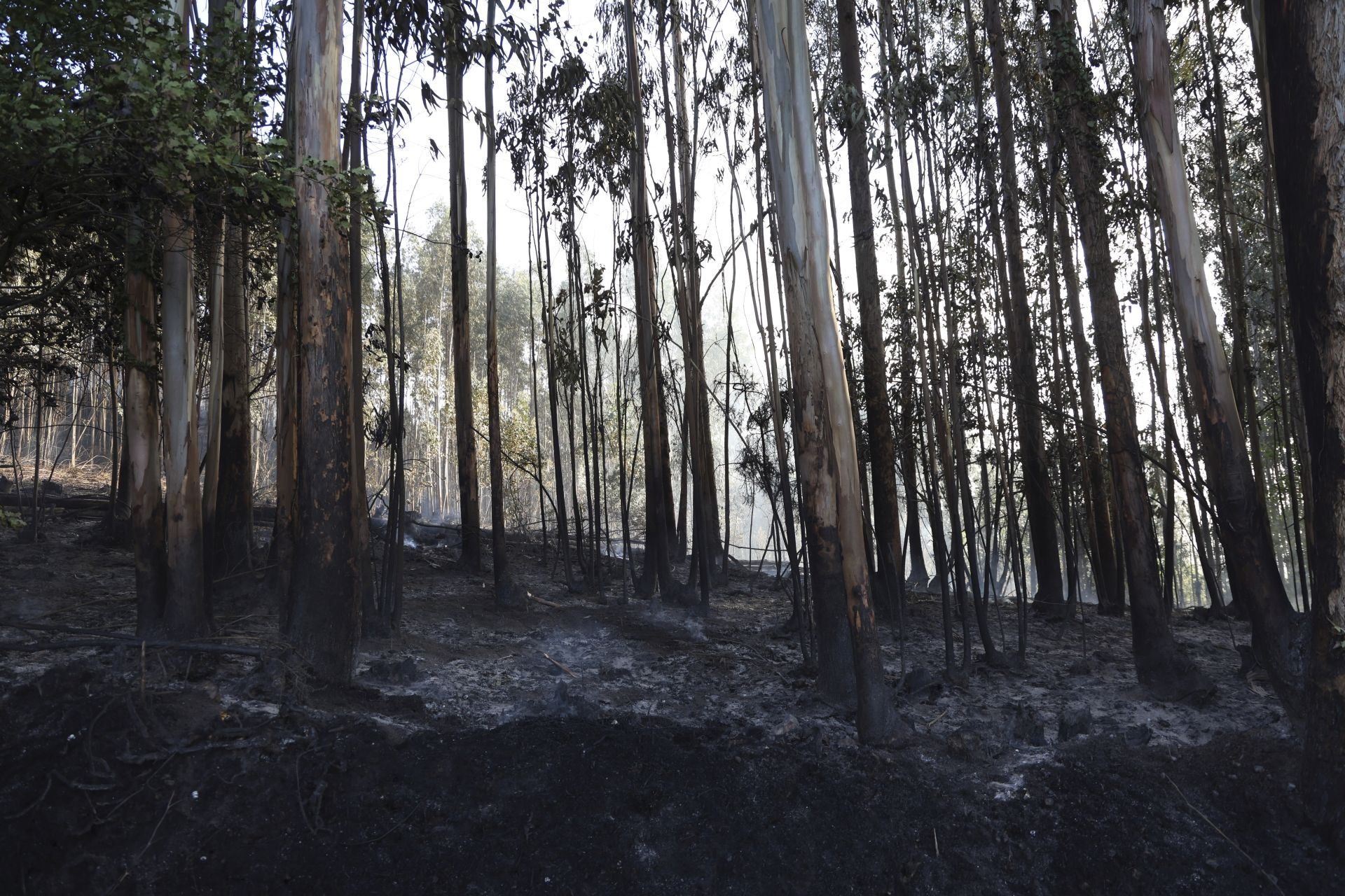 Así amaneció el Monte Areo, en Gijón: las desoladoras imágenes que deja el incendio