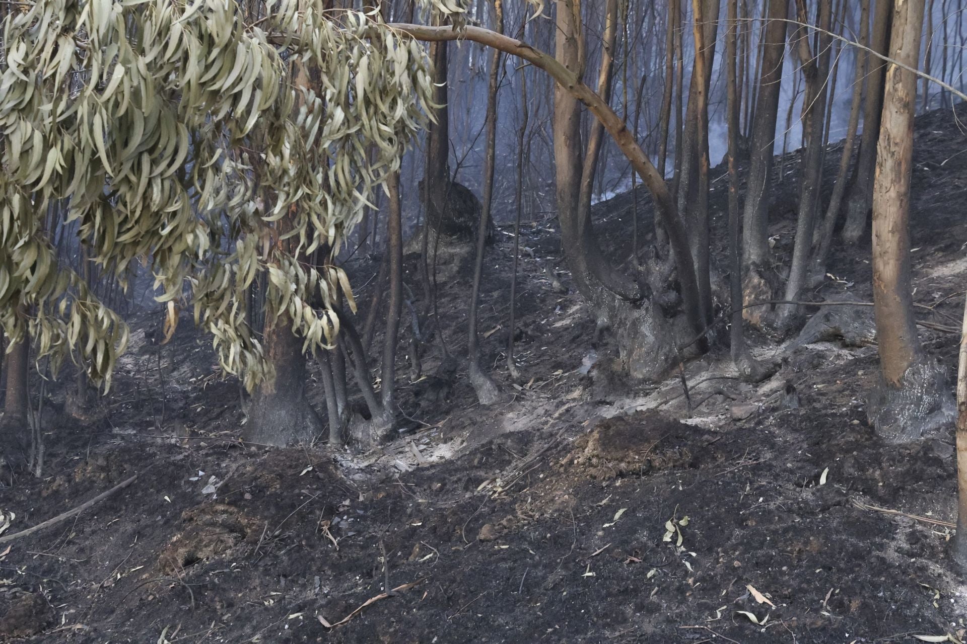Así amaneció el Monte Areo, en Gijón: las desoladoras imágenes que deja el incendio