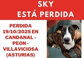 Localizan a 'Sky', una perra mestiza de bull terrier que desapareció en Villaviciosa