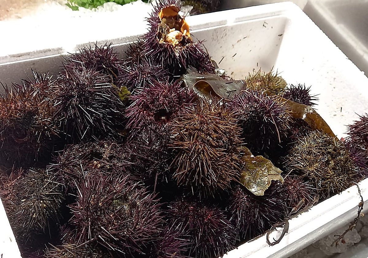 Imagen principal - Primer plano de los oricios, de tonos pardos y morados y talla pequeña y mediana, en Semar, en el Mercado del Sur, de Gijón.