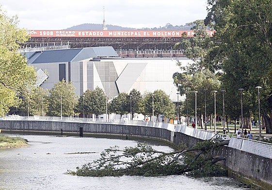 Un árbol caído en el Piles en al año 2021.
