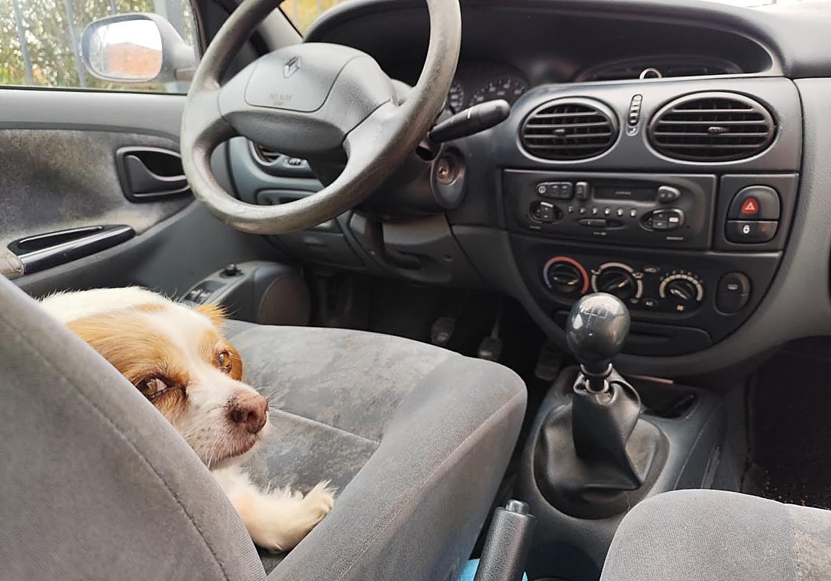 Un perro, en el asiento de un coche aparcado.
