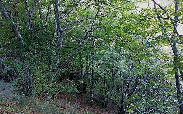 Los tramos de bosque profundo son constantes en esta ruta.
