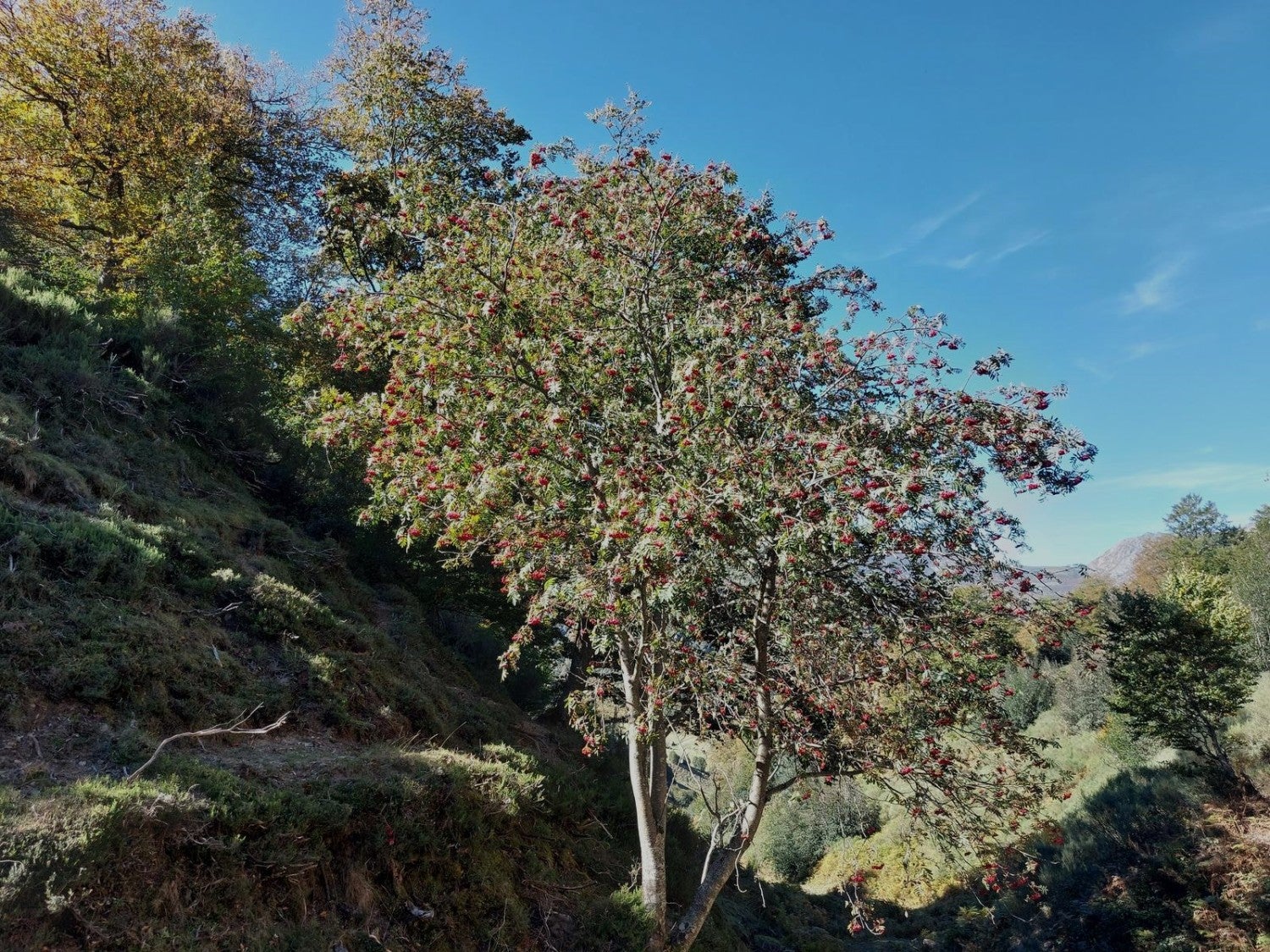 Imagen secundaria 2 - A Brañagallones y al Cantu´l Osu: una ruta llena de paisaje y simbolismo