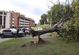 Los estragos del viento en Gijón, en imágenes