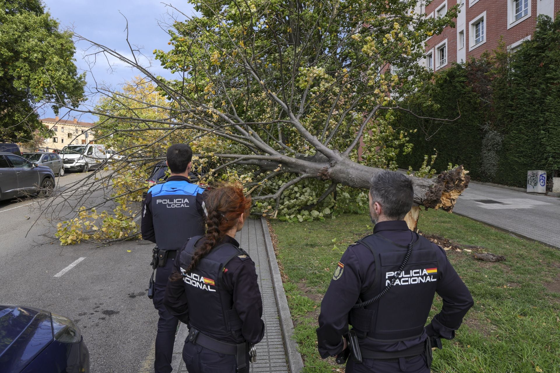 Los estragos del viento en Gijón, en imágenes
