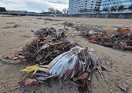 Los restos del ritual esotérico.