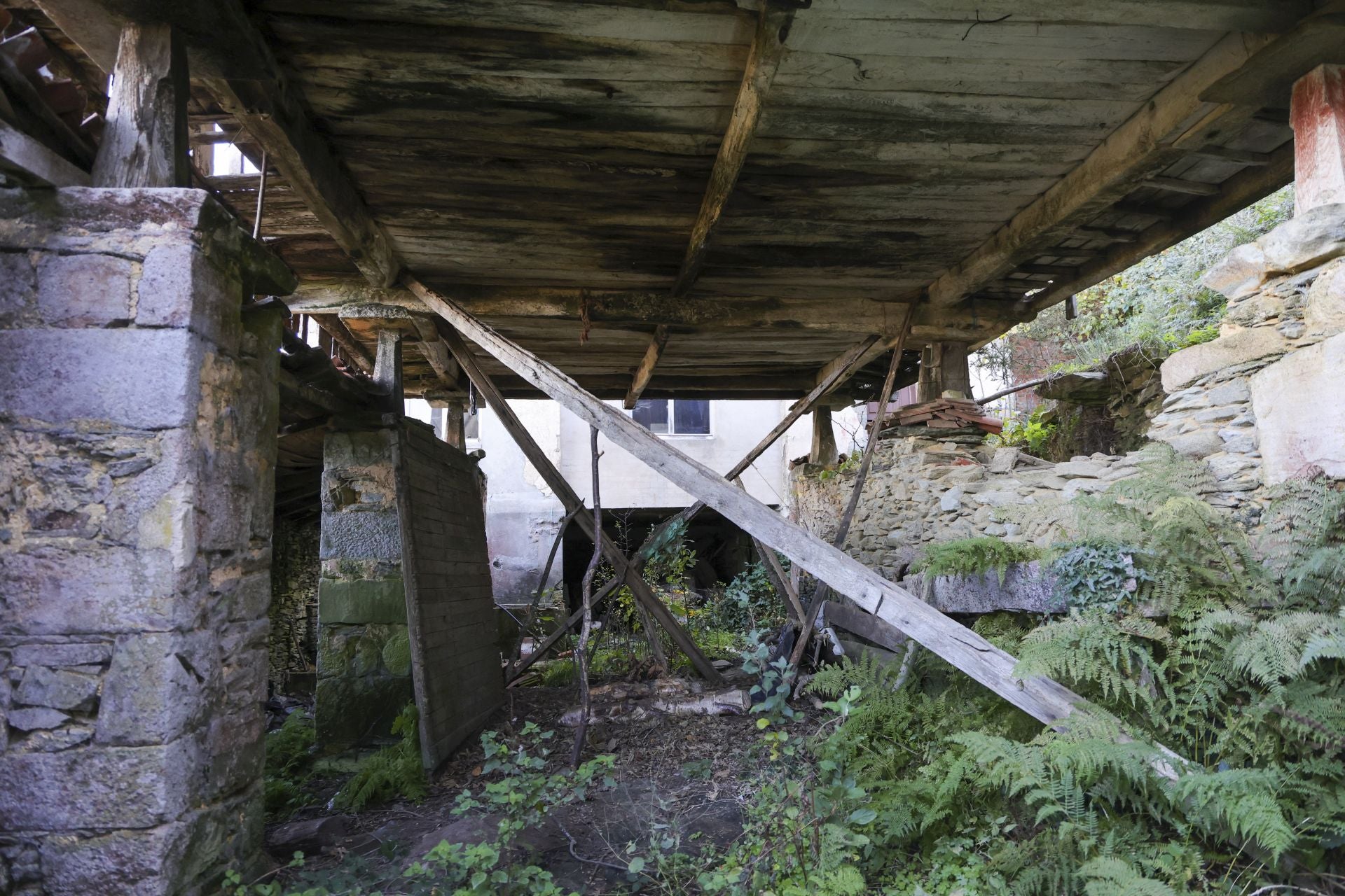 Tomasín, en paradero desconocido: las imágenes de la búsqueda en Tineo