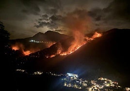 Llamas aproximándose anoche a Bárzana de Quirós.
