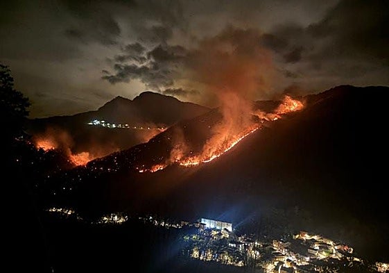 Llamas aproximándose anoche a Bárzana de Quirós.