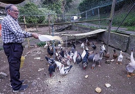 Emilio Martínez en su granja, en Carreno, donde tiene confinadas a sus aves.