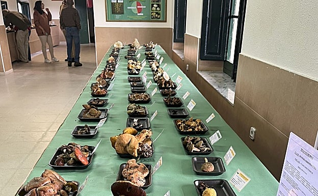 Una de las mesas con diferentes variedades de setas.