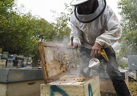 En Asturias hay alrededor de 1.200 explotaciones dedicadas a la apicultura.