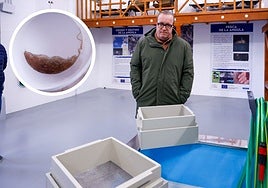 Marino Díaz, patrón mayor de la Cofradía, en la lonja, donde no se pudo llevar a cabo la subasta. En el círculo la escasa captura de un pescador.