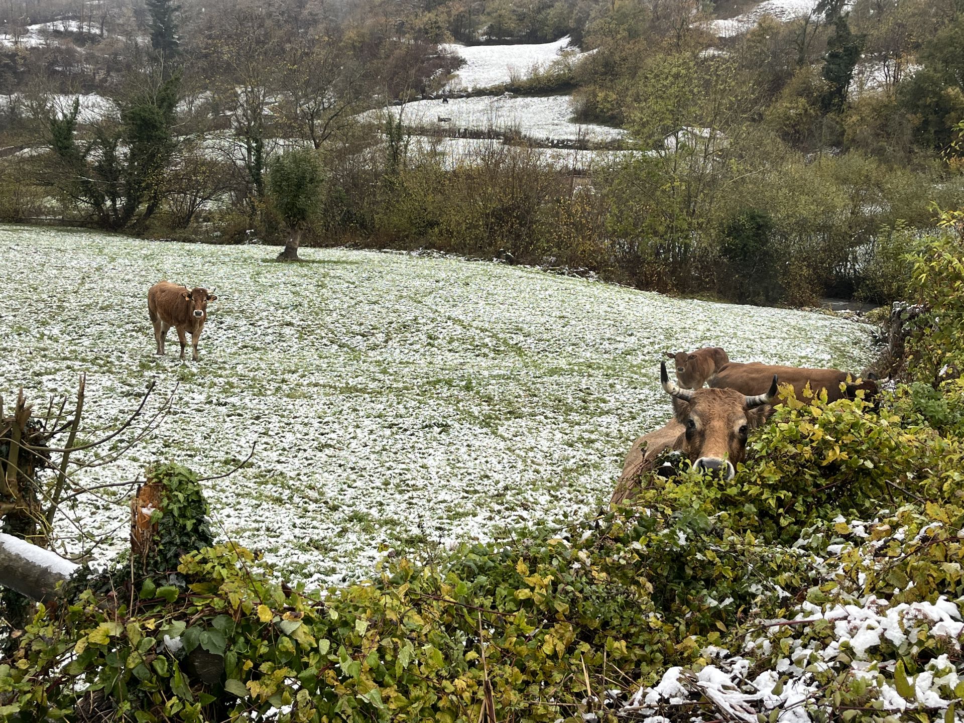 Nieve, granizo y frío en Asturias