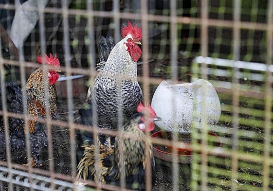 Aves de corral, gallinas y gallos mestizos en una aldea de Palas de Rei (Lugo), el pasado 11 de noviembre.