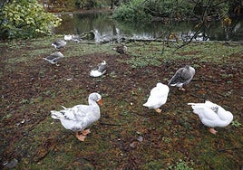 Patos, este martes, en el parque de Isabel la Católica, en Gijón.