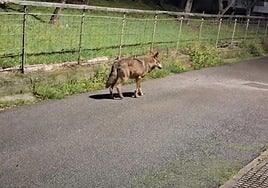 El lobo, a sus anchas en Felechosa (Aller).