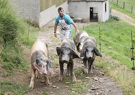 Moisés Noval está al frente de los criadores de gochu asturcelta.