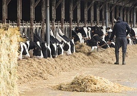 Un hombre trabaja en una explotación ganadera de Asturias.