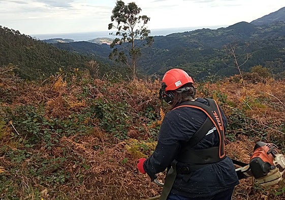 Un contratado por el plan de empleo de este año, en plena acción.