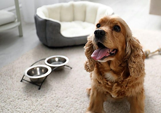 Un lujo compartido con mascotas: así es la convivencia 'pet friendly' en un hotel cinco estrellas de Asturias