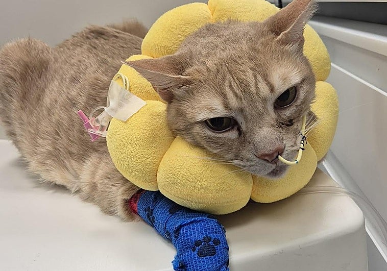 La lucha de 'Marlon', un gato de Gijón de casi 8 años con una enfermedad viral grave