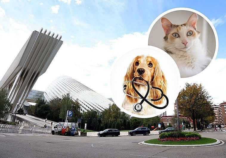 Víctor Ruiz, gerente de Anicura: «El hospital del Calatrava será un HUCA para mascotas»