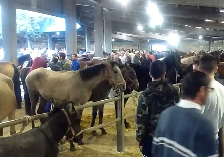 Grado estrena concurso de caballos