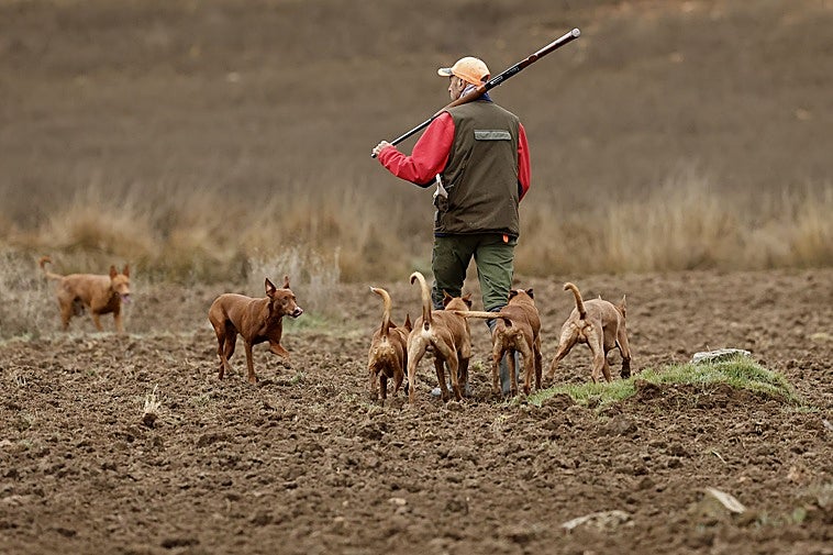 Alarma por la enfermedad de Aujeszky, que está causando muertes de perros de caza
