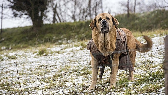 Feria del Perro de Tineo: todas las actividades