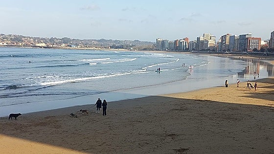 Nueva ordenanza de bienestar animal de Gijón: presentan 587 enmiendas a su borrador