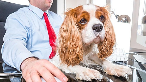 La primavera aumenta el estrés en perros y gatos: cinco señales de alerta y consejos para prevenir episodios de ansiedad