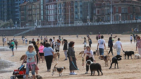 Surge una recogida de firmas para prohibir la entrada de perros en las playas de Gijón