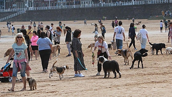 Encuesta | ¿Qué medida debe tomar el Ayuntamiento de Gijón sobre el acceso de los perros a las playas del concejo?