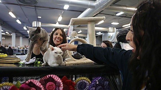 Más de 600 perros, 20 razas de gatos y un desfile popular: así será la nueva edición de Espacio Mascotas en Gijón