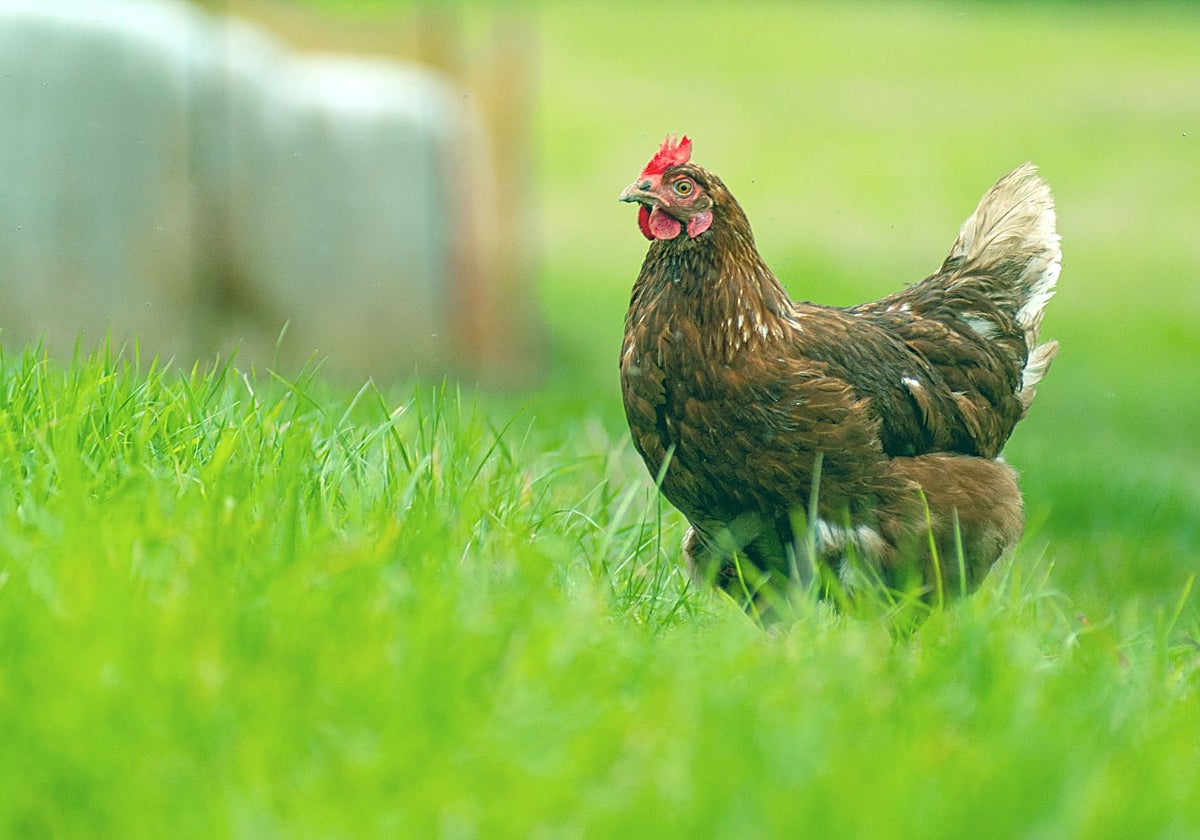 Imagen extraída de ElComercio.es Imagen extraída de ElComercio.es